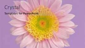  Presentation with soft colors - PPT theme with single-blooming-flower-in-soft background and a light blue colored foreground