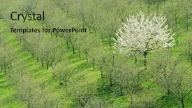  Presentation with single tree - PPT layouts featuring single-blooming-white-cherry-tree background and a seafoam green colored foreground