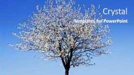  Presentation with single tree - 