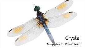 Presentation with dragonfly - PPT layouts consisting of single blue dragonfly isolated on white background background and a white colored foreground