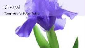  Presentation with iris - Colorful presentation enhanced with single-blue-purple-dwarf-iris backdrop and a light blue colored foreground