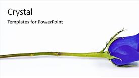  Presentation with blue rose - PPT theme with single blue rose on white background and a white colored foreground