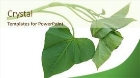  Presentation with sweet potato plant - Slide deck with single branch of sweet potato background and a cream colored foreground