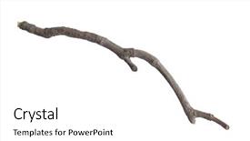  Presentation with single tree - Audience pleasing presentation theme consisting of single branch backdrop and a white colored foreground