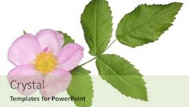  Presentation with flower - Cool new presentation design with single-brier-flower-isolated backdrop and a yellow colored foreground