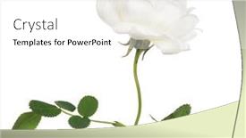  Presentation with flower - Audience pleasing PPT theme consisting of single-brier-flower-isolated backdrop and a white colored foreground