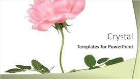  Presentation with flower - Theme enhanced with single-brier-flower-isolated background and a white colored foreground