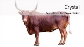  Presentation with frames isolated on white brown - Audience pleasing presentation theme consisting of single bull isolated on white backdrop and a white colored foreground
