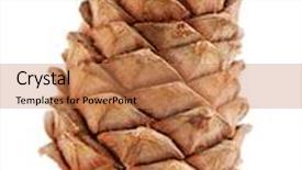  Presentation with cedar - Beautiful PPT layouts featuring single cedar cone isolated on white background backdrop and a coral colored foreground