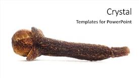  Presentation with clove - Amazing presentation theme having single-clove-against-white-background backdrop and a white colored foreground