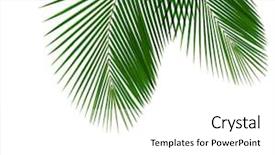  Presentation with coconut - Slide set consisting of single coconut leaf isolated background and a white colored foreground