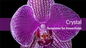  Presentation with pink black - Cool new PPT layouts with single colors - pink orchid flower isolated backdrop and a violet colored foreground