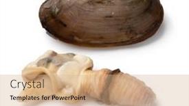  Presentation with clam shell - Amazing presentation design having single-cooked-soft-shell-clam backdrop and a coral colored foreground