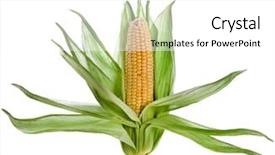  Presentation with corn cob - Amazing presentation theme having single corn ear decor sign backdrop and a white colored foreground