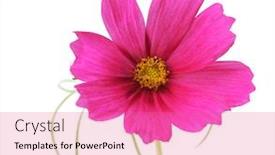  Presentation with cosmos - Presentation theme with single-cosmos-sonata-flower-isolated background and a coral colored foreground