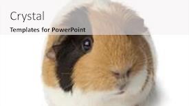  Presentation with guinea pig - Audience pleasing presentation design consisting of single-cute-guinea-pig-isolated backdrop and a white colored foreground