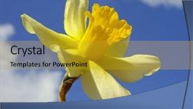  Presentation with daffodil - Theme featuring single daffodil against blue sky with clouds background and a gold colored foreground
