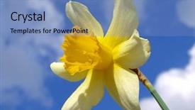  Presentation with daffodil - Slides with single daffodil against blue sky with clouds background and a teal colored foreground