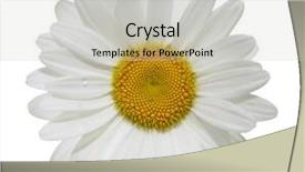  Presentation with daisy - PPT theme enhanced with single daisy flower head isolated on white background background and a light gray colored foreground