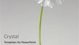  Presentation with daisy - Amazing presentation design having single daisy flower on the gray background backdrop and a light gray colored foreground