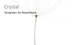  Presentation with dandelion - Presentation theme consisting of single-dandelion-seed-isolated background and a white colored foreground