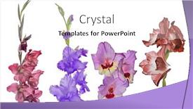  Presentation with dark flower - Theme with single-dark-pink-gladiolus-flower background and a  colored foreground