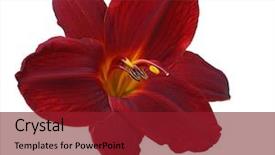  Presentation with dark flower - Colorful slide deck enhanced with single dark red daylily flower backdrop and a crimson colored foreground