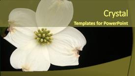  Presentation with dogwood - Presentation theme having single dogwood bloom background and a  colored foreground
