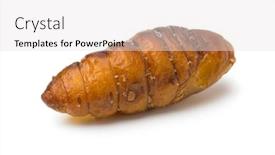  Presentation with silkworm - Colorful slide set enhanced with single-dried-salted-crispy-silkworm backdrop and a light gray colored foreground