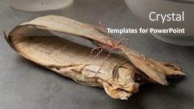  Presentation with ready - Presentation theme consisting of single-dried-stockfish-folded background and a gray colored foreground