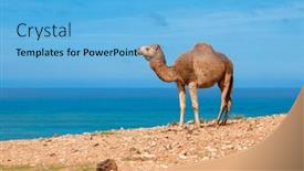  Presentation with camel - PPT theme featuring single-dromedary-camel-and-ocean background and a light blue colored foreground