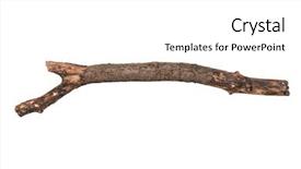  Presentation with single tree - Cool new presentation with single dry tree branch isolated backdrop and a white colored foreground