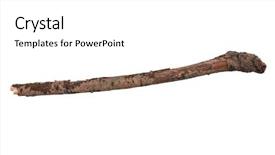  Presentation with single tree - Cool new PPT layouts with single dry tree branch isolated backdrop and a white colored foreground