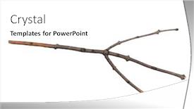  Presentation with single tree - Slide set featuring single-dry-tree-branch-isolated background and a white colored foreground