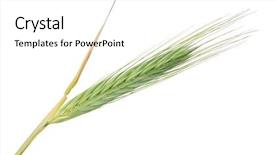  Presentation with octopus on isolated white - PPT theme having single ear of barley isolated on white background background and a white colored foreground