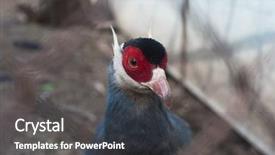  Presentation with single malt - Cool new PPT theme with single eating pheasant bird photo backdrop and a dark gray colored foreground
