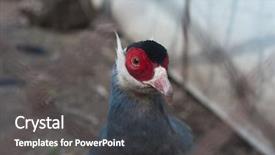  Presentation with single ladies - Amazing presentation design having single eating pheasant bird photo backdrop and a dark gray colored foreground