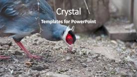  Presentation with leafy vegetables single - Presentation theme featuring single eating pheasant bird photo background and a dark gray colored foreground