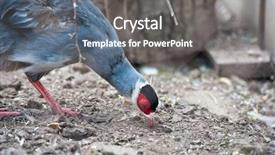  Presentation with renewable energy single green building - Presentation consisting of single eating pheasant bird photo background and a gray colored foreground