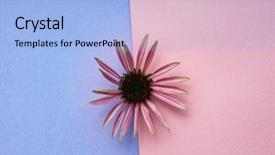  Presentation with echinacea - PPT layouts consisting of single echinacea flower background and a light blue colored foreground