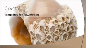  Presentation with shell - Presentation design with single-empty-large-necklace-shell background and a white colored foreground