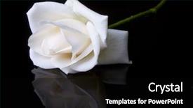  Presentation with white rose - Audience pleasing theme consisting of single fallen white rose backdrop and a black colored foreground