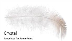  Presentation with feather - Audience pleasing presentation consisting of single feather isolated on white background backdrop and a white colored foreground