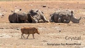  Presentation with kenya - Cool new slides with single-female-warthog-phacochoerus-africanus backdrop and a coral colored foreground
