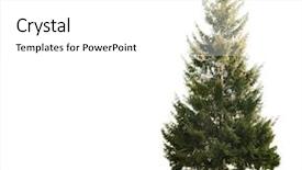  Presentation with white green - Beautiful theme featuring single fir and green grass backdrop and a  colored foreground