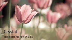  Presentation with single color - PPT theme having tulip field close up single background and a coral colored foreground