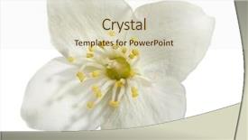  Presentation with soft white flower - Cool new presentation with single flower isolated on white backdrop and a lemonade colored foreground