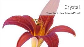  Presentation with lily flower - Theme having  background and a  colored foreground