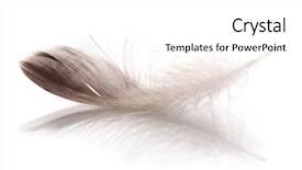  Presentation with feather - PPT theme having single fluffy feather isolated background and a white colored foreground