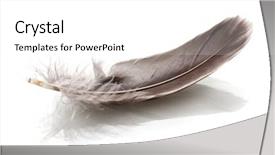  Presentation with feather - PPT theme enhanced with single fluffy feather isolated background and a white colored foreground